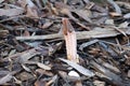 Lysurus mokusin also known lantern stinkhorn in among the wood chip