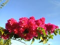 LYTHRACEAE Lagerstroemia indica L. Beautiful pink flower