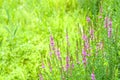 Lythrum anceps Royalty Free Stock Photo