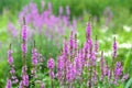 Lythrum anceps Royalty Free Stock Photo