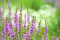 Lythrum anceps Royalty Free Stock Photo