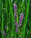 Lythrum Salicaria Royalty Free Stock Photo