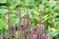 Lythrum salicaria flowers Royalty Free Stock Photo