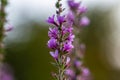 Macrophotography of purple flower with smooth blur background