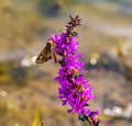 Lythrum salicaria, or purple loosestrife, with Corn Earworm Moth or Helicoverpa zea. Royalty Free Stock Photo