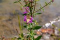 Lythrum salicaria, or purple loosestrife, with Corn Earworm Moth or Helicoverpa zea.