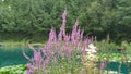 Lythrum salicaria, purple loosestrife herbacious perennial plant Royalty Free Stock Photo