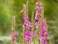 Common Loosestrife closeup of beautiful, invasive wildflower