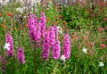 At the end of the summer they bloom noticeably. Small lythrum salicaria purple flowers consist of long ears that bloom until very Royalty Free Stock Photo