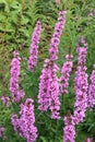 Lythrum salicaria wildflower