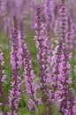 Lythrum virgatum, Dropmore Purple Royalty Free Stock Photo