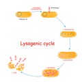 Lytic cycle with bacteria and bacteriophage Royalty Free Stock Photo