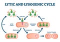 Lytic and lysogenic cycle vector illustration. Labeled educational scheme.