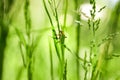 Lytta vesicatoria on a green meadow