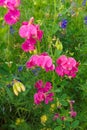 LÃÂ¡thyrus sylvÃÂ©stris. beautiful inflorescences of pink wildflowers