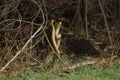 LÃÂ¤gre snake couple mating in grass field