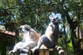 Funny lemurs playing with visitors in zoo de la palmyre in France