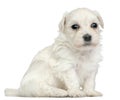 LÃÂ¶wchen or Petit Chien Lion puppy, 3 weeks old Royalty Free Stock Photo