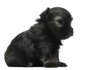 LÃÂ¶wchen or Petit Chien Lion puppy, 3 weeks old Royalty Free Stock Photo