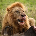 LÃÂ¶we beim Essen in der Masai Mara Royalty Free Stock Photo