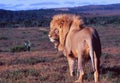 A lion in Shamwari Game Reserve near Port Elisabeth in the Western Cape Royalty Free Stock Photo