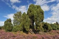 LÃÂ¼neburger Heide