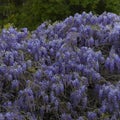 Country Lavender Artificial Green Wall Panel Background