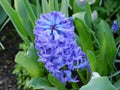 Hyacinth, purple,Hyacinthus, purple stamens