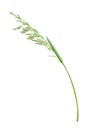 Blade of grass. White background. Royalty Free Stock Photo