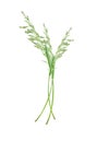 Blade of grass. White background. Royalty Free Stock Photo