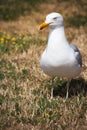 MÃ¶we geht in Fotoposition