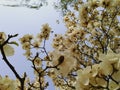 Beijing Spring Magnolia