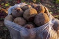 Agriculture crisis in kurdistan Royalty Free Stock Photo