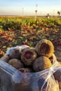 agriculture crisis in kurdistan Royalty Free Stock Photo