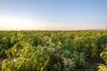 agriculture crisis in kurdistan