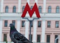 M-symbol of the underground metro and pigeon