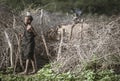 Maasai boy herding cows