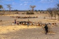 Maasai children are herding cow cattle, Tanzania