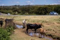 Maasai Cows Grazing Kenyan Landscapes Fields Meadows Nature Great Rift Valley Suswa Narok County Kenya East Africa