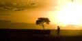 Maasai farmer moving is cattle at sunset, Maasai Mara, Kenya