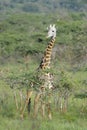 Maasai giraffe between bushes looking at camera
