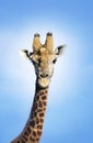 Maasai Giraffe (Giraffa Camelopardalus) against blue sky