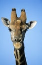 Maasai Giraffe (Giraffa Camelopardalus) close-up Royalty Free Stock Photo