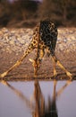 Maasai Giraffe (Giraffa Camelopardalus) drinking at waterhole Royalty Free Stock Photo