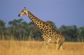 Maasai Giraffe (Giraffa Camelopardalus) on savannah Royalty Free Stock Photo