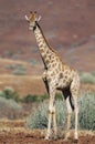 Maasai Giraffe (Giraffa Camelopardalus) on savannah Royalty Free Stock Photo