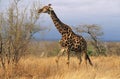 Maasai Giraffe (Giraffa Camelopardalus) on savannah Royalty Free Stock Photo