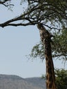 Maasai Giraffe - Giraffa tippelskirchi - in Serengeti