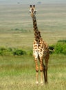 Maasai giraffe, Maasai Mara Game Reserve, Kenya Royalty Free Stock Photo