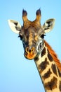 Maasai giraffe, Maasai Mara Game Reserve, Kenya Royalty Free Stock Photo